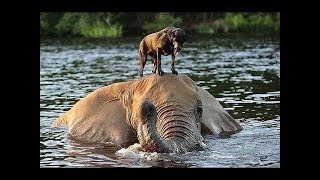 Video Incroyable  Quand les animaux sauvent dautres animaux [upl. by Midas]