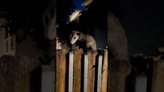 Its a possum possum possums [upl. by Lefkowitz]