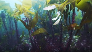 Kelp Forests in Sussex  Rewilding The Sea [upl. by Anole983]