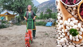 Beans Cultivation In Kinnaur HP [upl. by Jahdol]