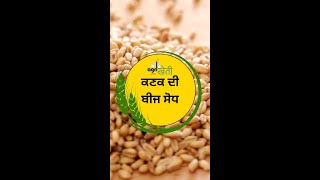 ਕਣਕ ਦੀ ਬੀਜ ਸੋਧ  Seed Treatment of Wheat agriculture agrikheti wheat seedtreatment [upl. by Maurizia]