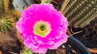 lady finger cactus Echinocereus pentalophus in bloom [upl. by Aihsiek217]