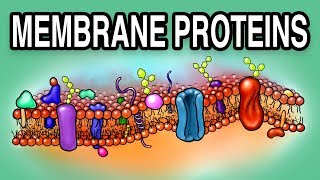 MEMBRANE PROTEINS  Types and Functions [upl. by Scherman]