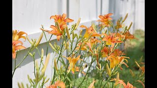 Hemerocallis Fulva  Ditch Lily Orange Daylily [upl. by Gerda]