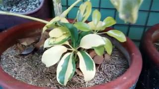 Schefflera Arboricola Plant  Variegated Umbrella Plant VID13 [upl. by Lehteb]