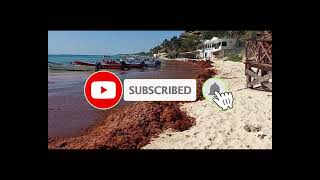 2024 Sargassum seaweed Update Riviera Maya  Mexico  Playa del Carmen [upl. by Einor683]