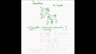 Erfelijkheid  Stamboom 13 dominant recessief autosomaal [upl. by Nemzaj]