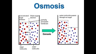 Osmosis [upl. by Rochelle620]