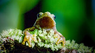 Frogs Incredible Mating Technique  Earths Tropical Islands  BBC Earth [upl. by Farley]