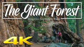 The Giant Forest 4K  Sequoia National Park [upl. by Etnoel698]