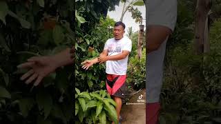 Sambong Plant Paano nakatulong sa Pagbaba ng Creatine ko at nakatulong sa kidney problem ko [upl. by Khajeh]