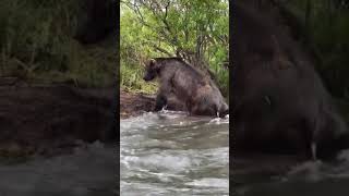 A bear along the Alagnak River in Alaska After the bear dives into the water to catch a fish [upl. by Yrrep]