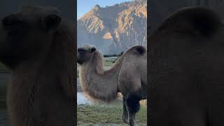 Hunder Nubra Valley ladakh nubra hundar ladakhtrip tour desert love travel [upl. by Hescock]