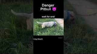 ritik dog kennel video shortvideos doglover ritikdoglover trending saport bhaiyolike [upl. by Syhr]