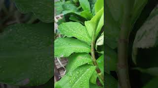 Water drops inhance plant beauty ✨waterdropmacro [upl. by Anatniuq]