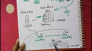 GPCR CAMP pathway cell signaling in hindi [upl. by Godric767]