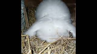 Dutchess is in labor expecting baby Angoras very soon angora [upl. by Egiarc]