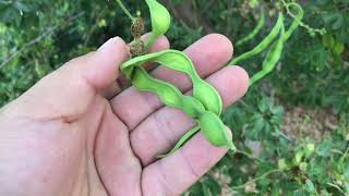 Guamuchil tree with fruit in California Aka Manila Tamarind update [upl. by Anastatius]