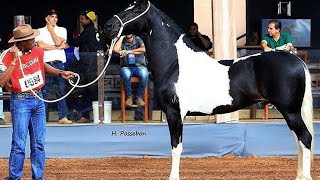 top 10 horse breeds in brazil [upl. by Ayana]