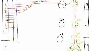 Autonomic Nerves of the Abdomen [upl. by Michaela]