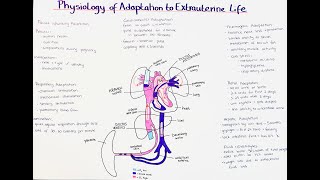 physiological adaptation to extrauterine life  fetal circulation [upl. by Alket]