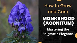 Mastering the Enigmatic Elegance How to Grow and Care for Monkshood Aconitum [upl. by Aitak476]