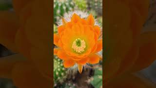 Echinocereus Hybrid nature gardening plants cactus cacti succulents botany flowers [upl. by Josephson948]