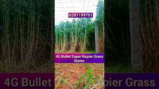 4G బుల్లెట్ సూపర్ నేపియర్ గడ్డి కనుపులు  6281199791  4G Bullet Super Napier Grass Stems  Sale [upl. by Inahteb]