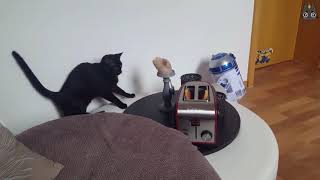 Cats vs Toasters A Compilation [upl. by Annayd]