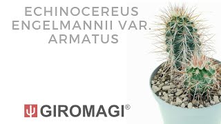 Echinocereus engelmannii var armatus [upl. by Anirahc964]