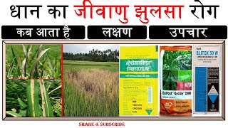 धान का जीवाणु झुलसा रोग लक्षण एवं उपचार  Bacterial Leaf Blight of Rice Control  Streptomycin [upl. by Barram]