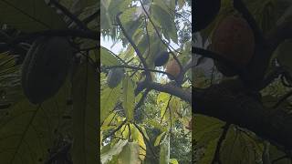 Cacao Tree Update [upl. by Spaulding663]