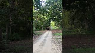 Making way for giants wildelephants corbettnationalpark wildlife india [upl. by Goulden187]