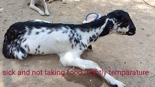 lungs infection in goats how to cure [upl. by Hein]