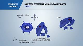 RISPOSTA EFFETTRICE MEDIATA DA ANTICORPI VIRUS [upl. by Laoj]