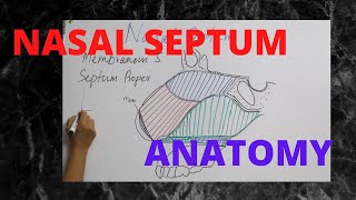 050Nasal Septum Anatomy anatomy septum [upl. by Lonyer]