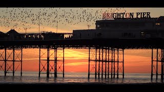 Starling Sunset Murmurations Brighton Beach [upl. by Lynnet829]