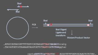 Sitedirected Mutagenesis [upl. by Ivie654]