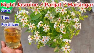 Night Jasmine  Parijat  Harsingar Plant Grow and Care Tips Fertilizer To Get Flowers  Parijat [upl. by Katharine340]