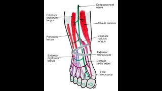 DEEP PERONEAL NERVE  PART 1  Anatomy [upl. by Aicilec]