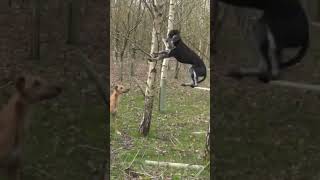 lurcher catches squirrel hunting with dogssquirrel hunting [upl. by Milty]