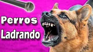 ❤️ ¡PERROS LADRANDO FUERTE para tu Perro o Gato  ¡Garantizado ❤️ [upl. by Eiramrefinnej]