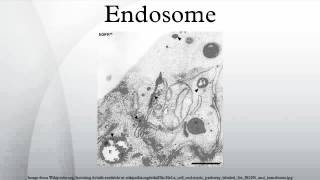 Endosome [upl. by Nnel]