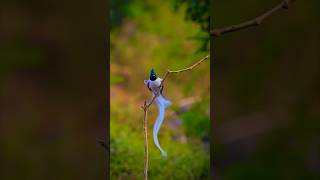 Indian Paradise Flycatcher  Beautiful [upl. by Pandora333]