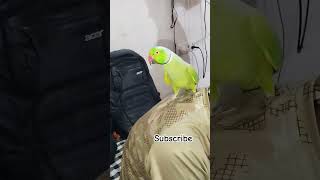 Funny parrots [upl. by Aracal]