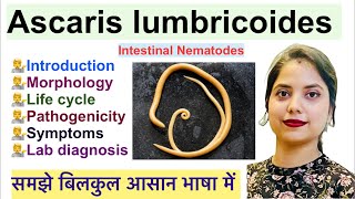 Ascaris lumbricoides in Hindi  Intestinal Nematodes  Life cycle  Pathogenicity  Lab diagnosis [upl. by Ennovahc]