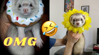 The Funniest FERRET video  Ferret Compilation  The CUTEST Ferret TikTok Compilation  Funny Pets [upl. by Damek]