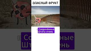 Аки  очень опасный фрукт фрукты еда сэмонелла шортс опасно [upl. by Gnos931]