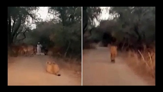 Lion Go Back After Seen Maldhari In Gir Watch Video [upl. by Omrellug]