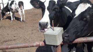 Cows licking a salt cube 1 hour [upl. by Marji]